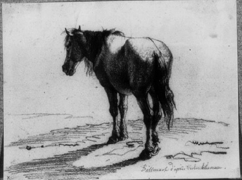 Häst på ett fält, sedd snett bakifrån