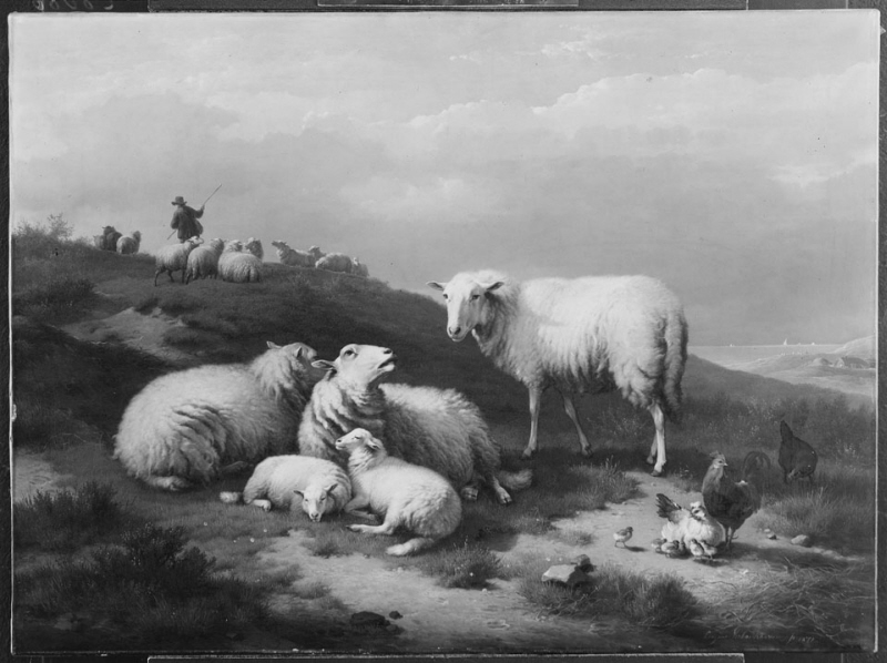 Dune Landscape with Resting Sheep