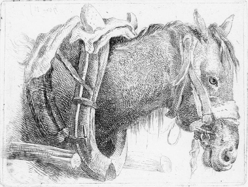 Bröstbild av selad häst