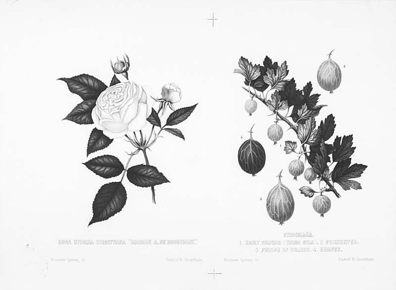 1 Rosa Hybrida Noisettiana "Madame A.De Rougemont" 2 Stickelbär