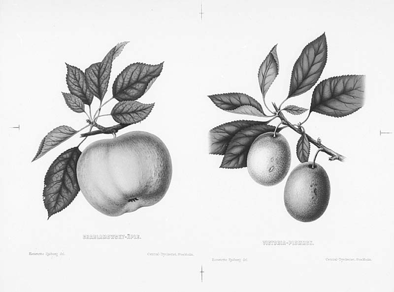 1 Charlomowsky - äpple 2 Victoria - plommon