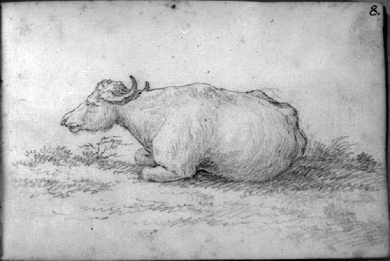 Liggande buffel. Ingår i skissbok med motiv från Italien