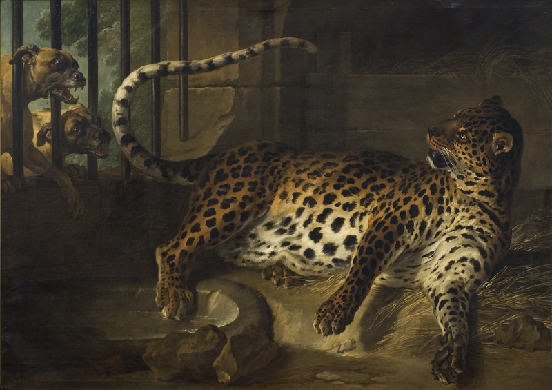 Leopard i bur anfallen av två doggar