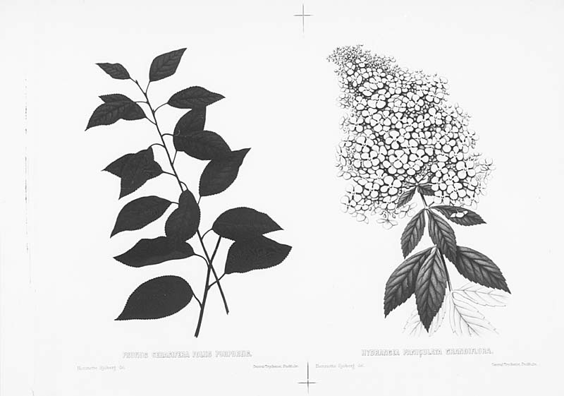 1 Prunus Cerasifera Foliis Purpureis 2 Hydrangea paniqulata Grandiflora. Plansch