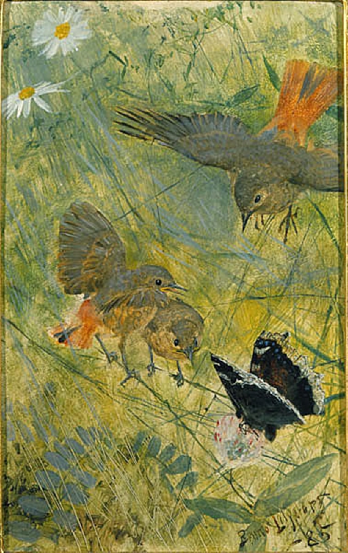 Redstarts and Butterflies. Five studies in one frame, NM 2223-2227