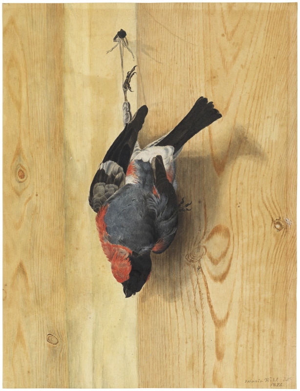 Hanging Bullfinch, Trompe l’Œil